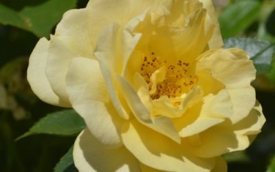 06.13.26 – Memorial for Leann Baker